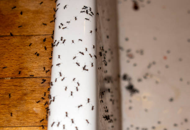 Best Mosquito Control Services  in Manhattan, IL