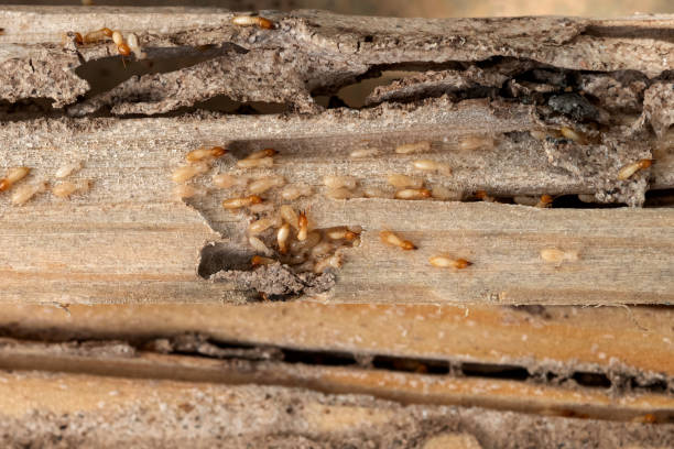 Best Pest Control Near Me in Manhattan, IL